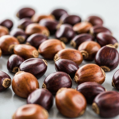 Palm kernels laid out on a clean surface, ready for processing